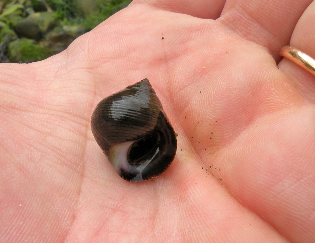 Sulle coste del Galles: i molluschi marini